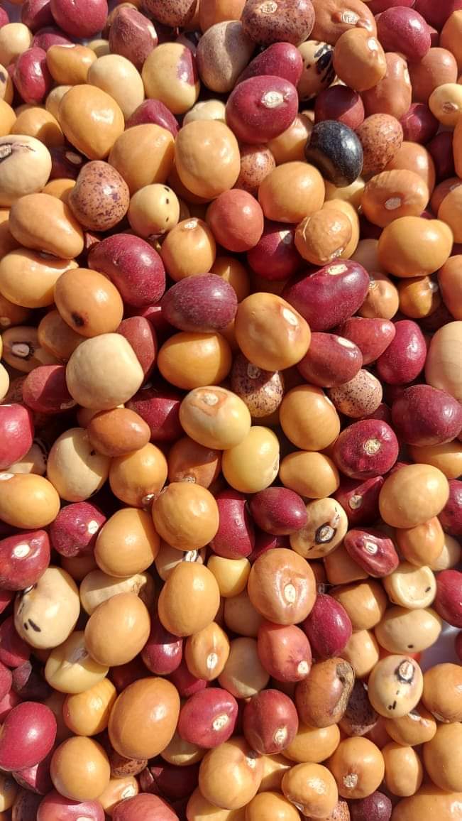 Jugo beans